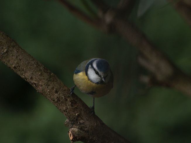 uccelli in giardino